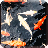 Koi Real Wallpaper