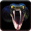 APK Ular maskulin wallpaper