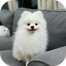 كلب لولو APK