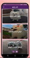 كلب لولو 海报