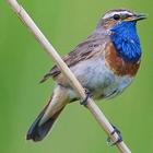 UK Birds Sounds icono