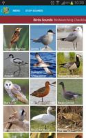 UK Birds Sounds captura de pantalla 1