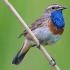 UK Birds Sounds Pro أيقونة