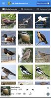 UK Birds Sounds Pro Affiche