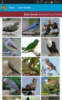 African Birds Sounds स्क्रीनशॉट 1
