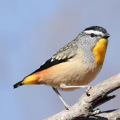 Australian Birds Sounds Free APK 下載