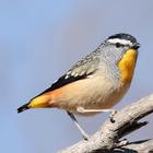 Australian Birds Sounds ikona