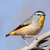 Australian Birds Sounds icône