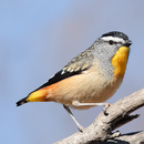 Australian Birds Sounds Pro APK