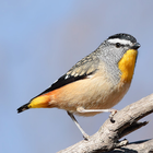Australian Birds Sounds Pro icône