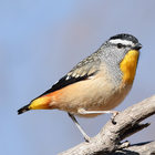 Australian Birds Sounds Pro أيقونة