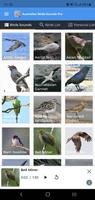 Australian Birds Sounds Pro Affiche
