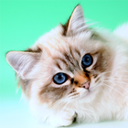 Cat Sounds and Breeds List icône