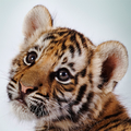 Amazing Tigers Wallpapers