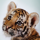 Amazing Tigers Wallpapers APK