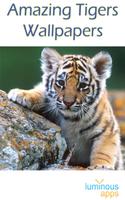 Amazing Tigers Wallpapers Affiche