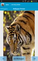 Amazing Tigers Wallpapers capture d'écran 2