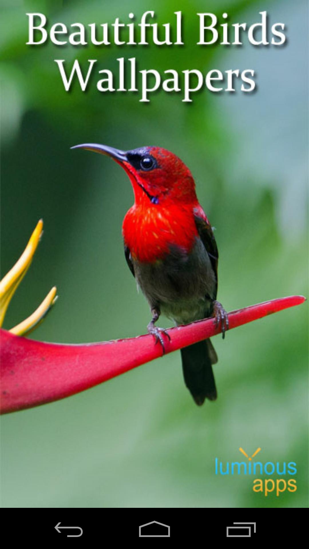 Beautiful Birds Live Wallpaper APK for Android Download Beautiful Birds Live Wallpaper APK for Android Download