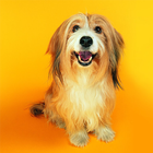 Cute Dogs Live Wallpapers-icoon