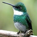 Amazing Hummingbirds Wallpaper APK