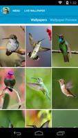 Amazing Hummingbirds Wallpaper capture d'écran 1