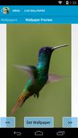 Amazing Hummingbirds Wallpaper screenshot 2