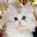 Cute Kittens Wallpapers APK