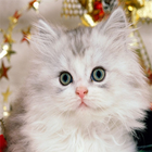 Cute Kittens Wallpapers icône