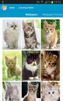 Cute Kittens Wallpapers capture d'écran 1