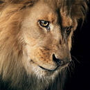 Amazing Lions Wallpapers APK