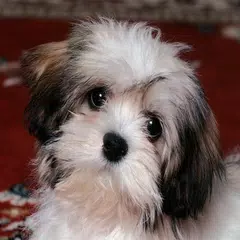 Cute Puppies Wallpapers APK download