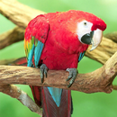 Amazing Parrots Wallpapers APK