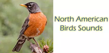 North American Birds Free