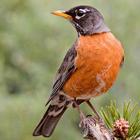 North American Birds Free 아이콘