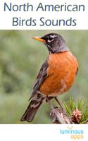 North American Birds Free 포스터