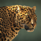 Safari Animal Sounds and List ikona