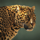 Safari Animal Sounds and List aplikacja
