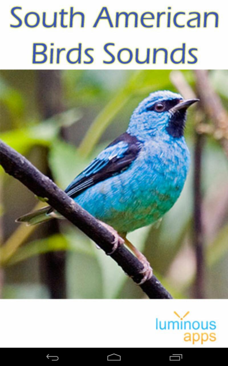 Масковый Дакнис. Фото птицы синий Дакнис. Bird Sound. Фото бирюзовый Дакнис.