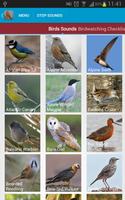 Spanish Birds Sounds capture d'écran 1