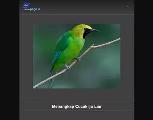 lure birds XAPK download