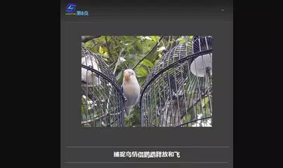 lure birds XAPK download