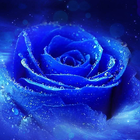 3D Rose Live Wallpaper icon