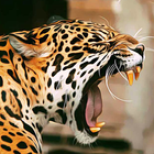 Leopard Live Wallpaper icon