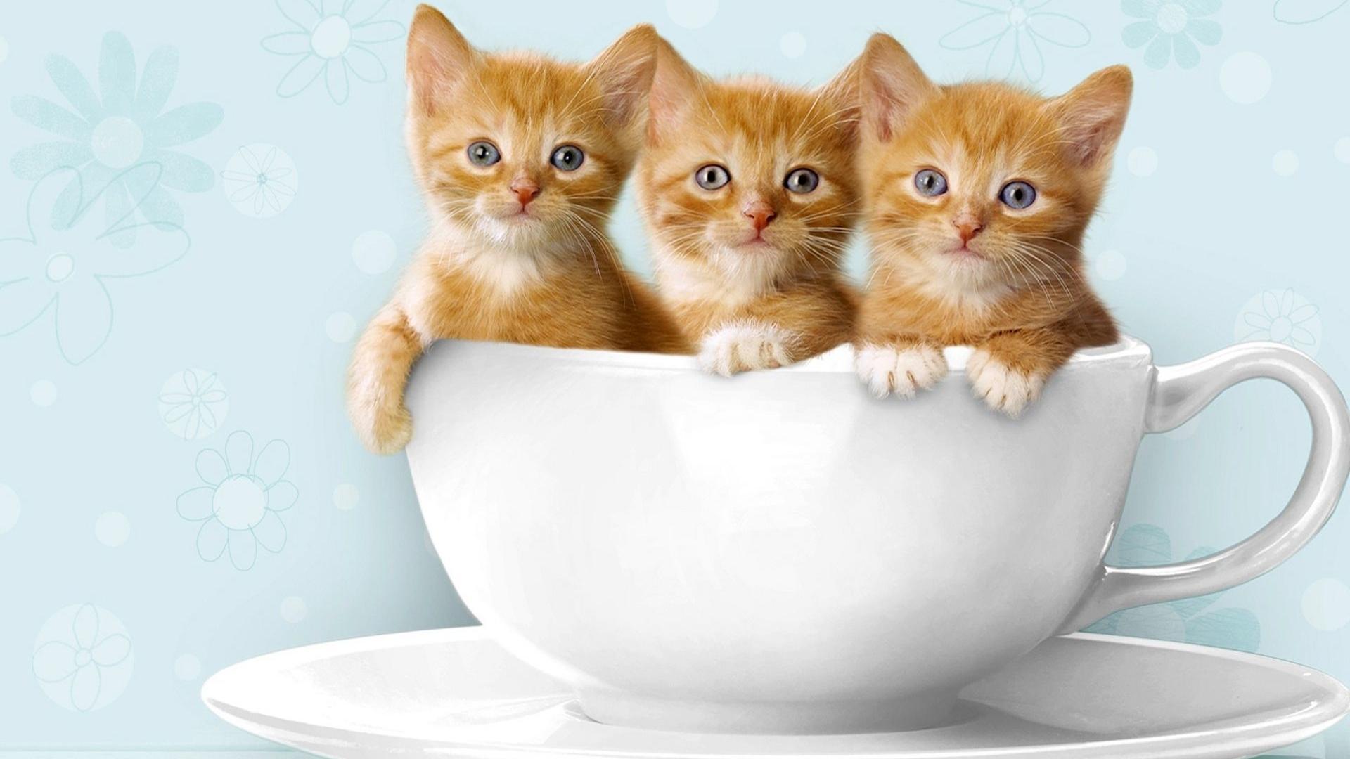 Живые обои с котом. Обои с котятами. Котенок в чашке. Картинки на рабочий стол котята. Красивые котята.