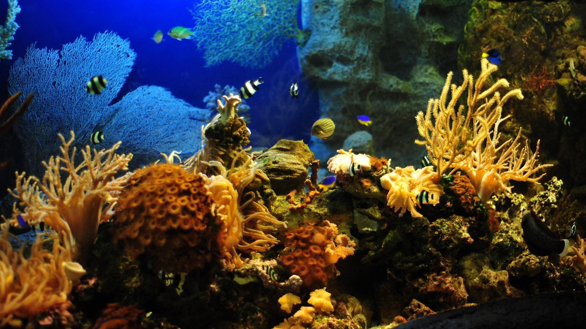 Живые плавающие обои. Парк Ривьера океанариум. Аквариум. Обои на рабочий стол аквариум. Подводный мир.