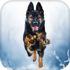 German Shepherd Live Wallpaper आइकन