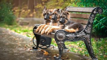 German Shepherd Live Wallpaper 스크린샷 3