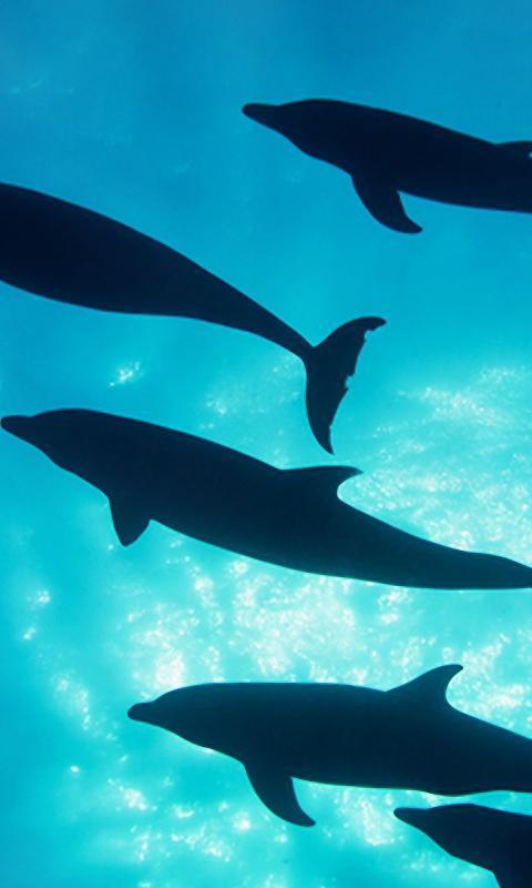 Descarga de APK de Delfines Live Wallpaper - fondos hd para Android Descarga de APK de Delfines Live Wallpaper - fondos hd para Android