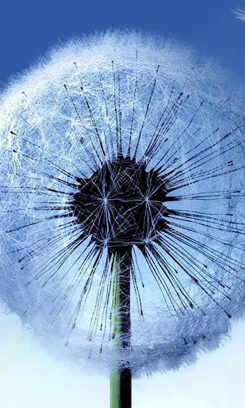 Dandelion Live Wallpaper APK for Android Download Dandelion Live Wallpaper APK for Android Download