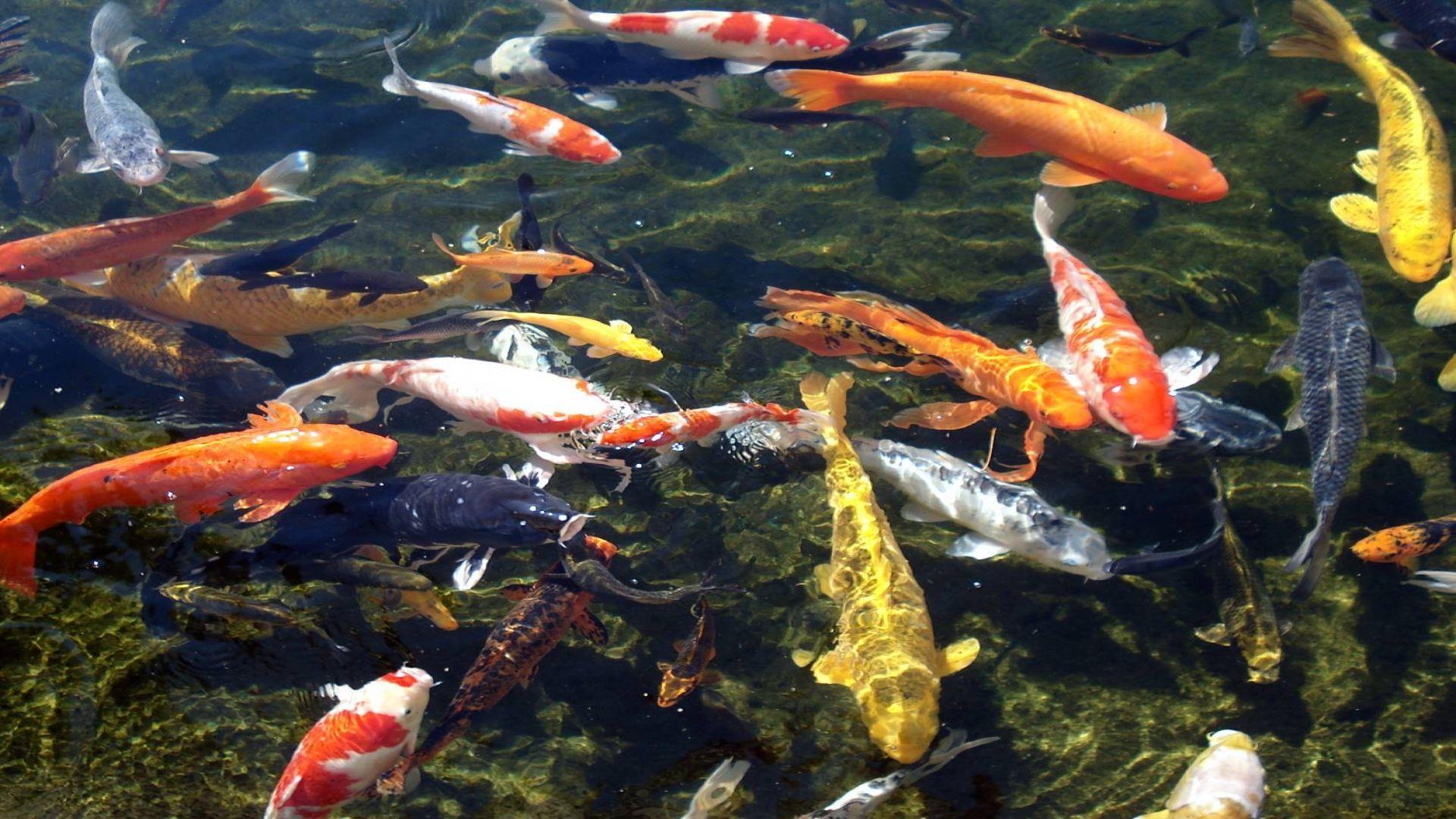 Koi Fish Live Wallpaper für Android - APK herunterladen